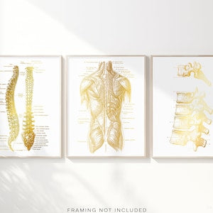Chiropractor Gift - Chiropractor Office Decor - Gold Foil Print - Spine Anatomy - Osteopathy