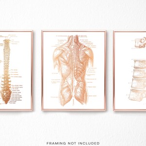 Chiropractor Gift - Chiropractor Office Decor - Gold Foil Print - Spine Anatomy - Osteopathy