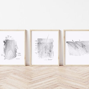 Foil Epidermis Art Print Set: Dermatology & Esthetician Office Decor
