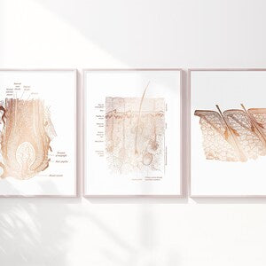 Foil Epidermis Art Print Set: Dermatology & Esthetician Office Decor