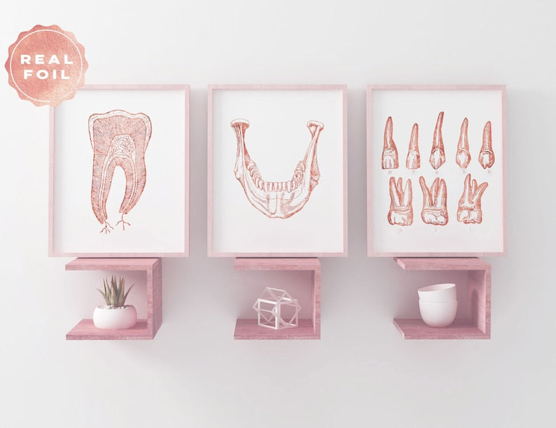 Dentist Gift - Orthodontist Gift - Dental Office Decor - Dental Anatomy Art Print Set - Dental Art - DDS Gift - DMD Gift