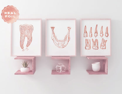 Dentist Gift - Orthodontist Gift - Dental Office Decor - Dental Anatomy Art Print Set - Dental Art - DDS Gift - DMD Gift