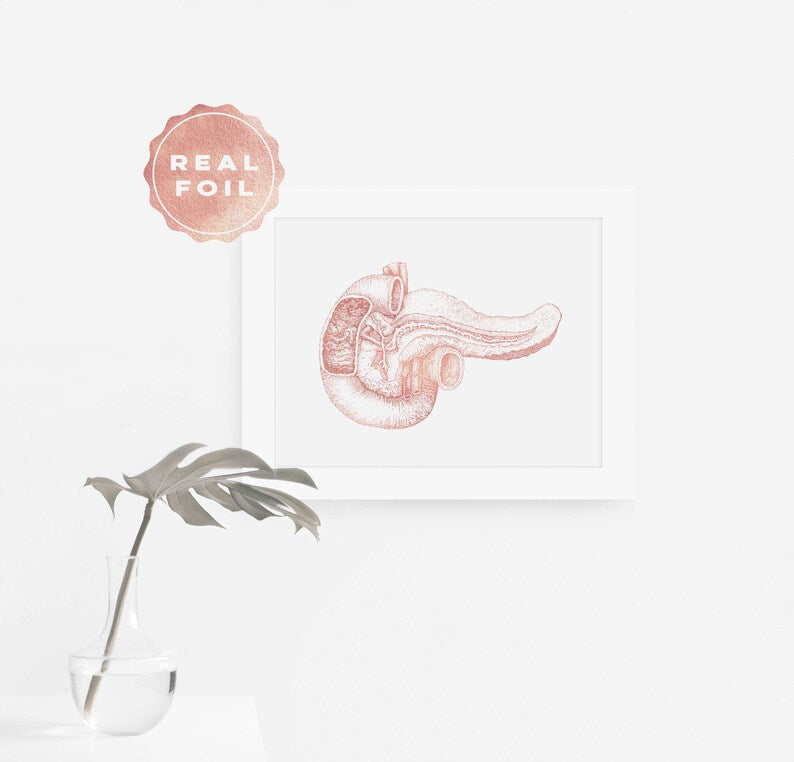 Pancreas Art - Pancreas Anatomy - Gold Anatomy Art - Anatomy Decor - Human Anatomy - Med Student Gift - Medical Office Decor - Hepatology