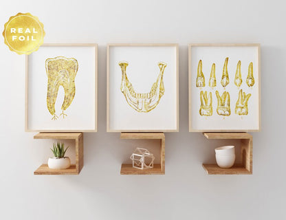 Dentist Gift - Orthodontist Gift - Dental Office Decor - Dental Anatomy Art Print Set - Dental Art - DDS Gift - DMD Gift