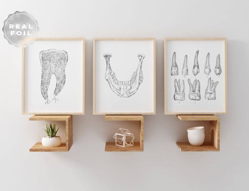 Dentist Gift - Orthodontist Gift - Dental Office Decor - Dental Anatomy Art Print Set - Dental Art - DDS Gift - DMD Gift