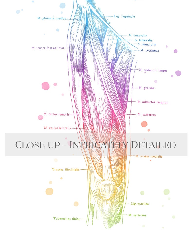 Massage Therapist Gift Set - Physical Therapist Gift Set - Massage Decor - Thigh Muscle Anatomy - Set of 3 Prints - Med Student Gift