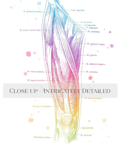 Massage Therapist Gift Set - Physical Therapist Gift Set - Massage Decor - Thigh Muscle Anatomy - Set of 3 Prints - Med Student Gift