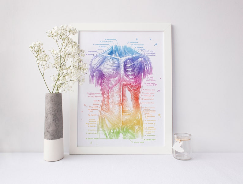 Physical Therapist Gift - Massage Therapist Gift - Muscle System - Human Anatomy - Muscle Anatomy
