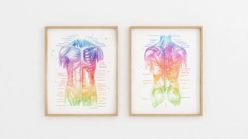 Physical Therapist Gift - Massage Therapist Gift - Muscle System - Human Anatomy - Muscle Anatomy