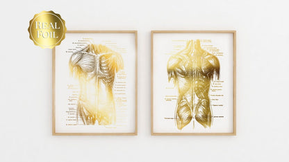 Massage Therapist Gift - Muscle Anatomy - Physical Therapist Gifts - Massage Decor - Gym Decor - Gold Foil Print - Med Student Gift