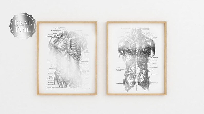 Massage Therapist Gift - Muscle Anatomy - Physical Therapist Gifts - Massage Decor - Gym Decor - Gold Foil Print - Med Student Gift