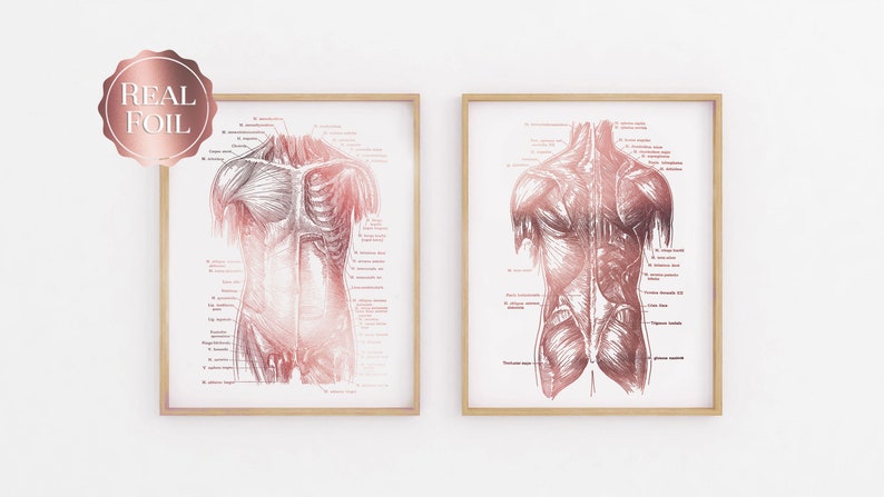 Massage Therapist Gift - Muscle Anatomy - Physical Therapist Gifts - Massage Decor - Gym Decor - Gold Foil Print - Med Student Gift