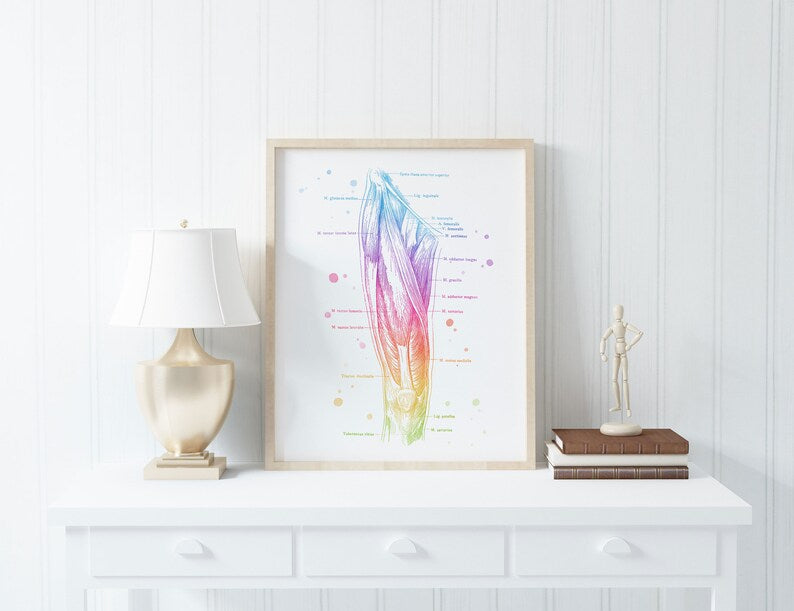 Massage Therapist Gift Set - Physical Therapist Gift Set - Massage Decor - Thigh Muscle Anatomy - Set of 3 Prints - Med Student Gift