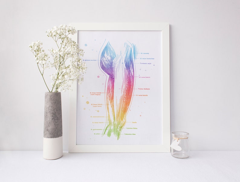 Massage Therapist Gift Set - Physical Therapist Gift Set - Massage Decor - Thigh Muscle Anatomy - Set of 3 Prints - Med Student Gift