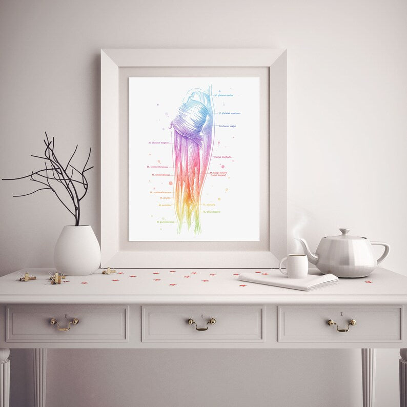 Massage Therapist Gift Set - Physical Therapist Gift Set - Massage Decor - Thigh Muscle Anatomy - Set of 3 Prints - Med Student Gift