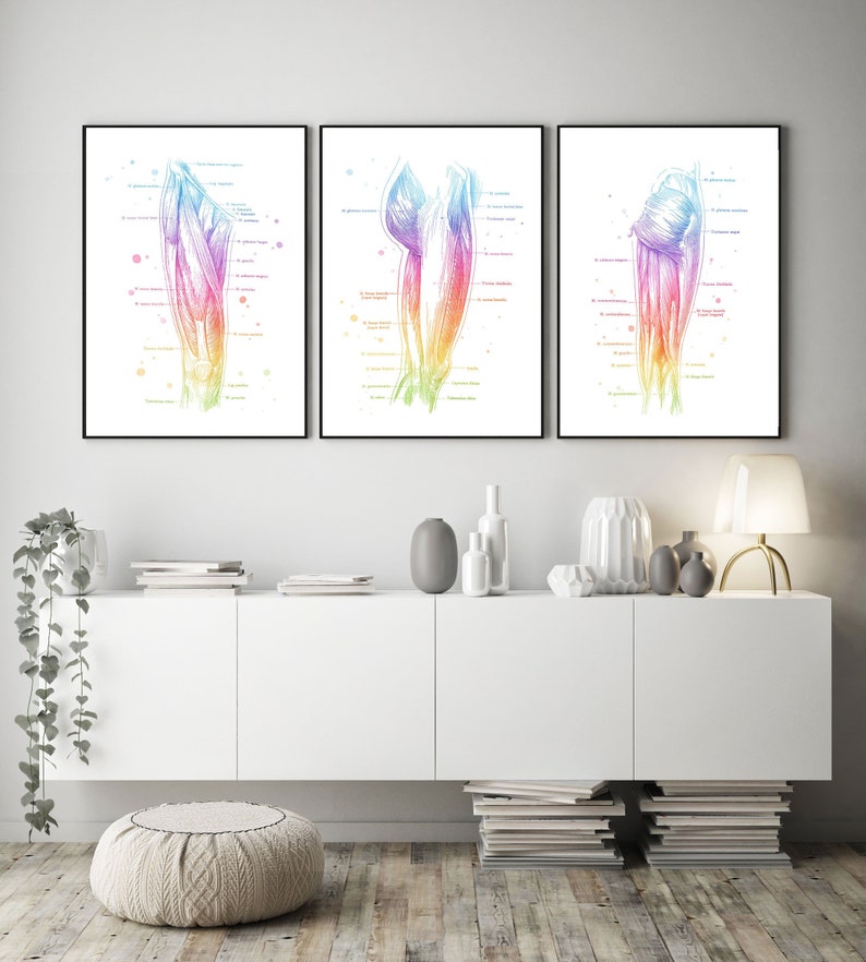Massage Therapist Gift Set - Physical Therapist Gift Set - Massage Decor - Thigh Muscle Anatomy - Set of 3 Prints - Med Student Gift