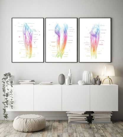 Massage Therapist Gift Set - Physical Therapist Gift Set - Massage Decor - Thigh Muscle Anatomy - Set of 3 Prints - Med Student Gift