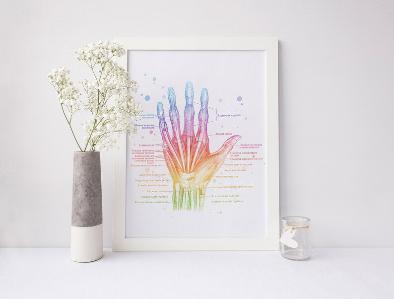 Hand Muscle Anatomy - Massage Therapist Gift - Physical Therapist Gifts - Med Student Gift - Medical Office Decor
