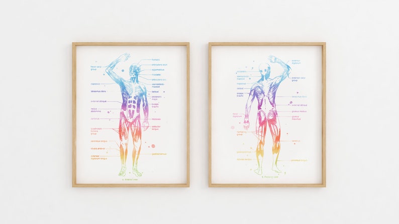 Physical Therapist Gift - Massage Therapist Gift - Masseuse - Occupational Therapy - Muscle Anatomy - Med Office Decor