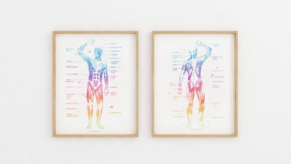 Physical Therapist Gift - Massage Therapist Gift - Masseuse - Occupational Therapy - Muscle Anatomy - Med Office Decor