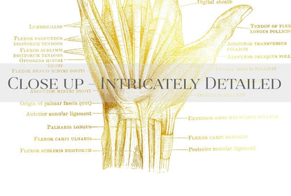 Physical Therapist Gift - Orthopedic Gift - Hand Anatomy - Human Anatomy - Anatomy Art - Bone Art - Medical Office Decor - Med Student Gift