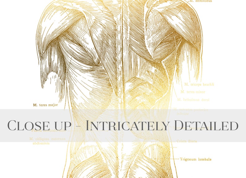 Massage Therapist Gift - Muscle Anatomy - Physical Therapist Gifts - Massage Decor - Gym Decor - Gold Foil Print - Med Student Gift