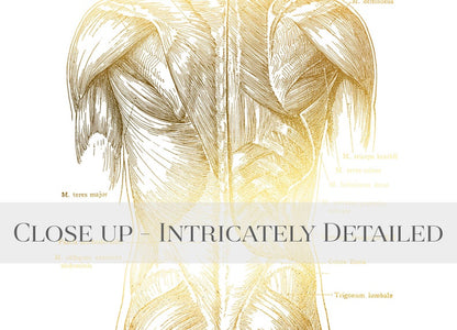 Massage Therapist Gift - Muscle Anatomy - Physical Therapist Gifts - Massage Decor - Gym Decor - Gold Foil Print - Med Student Gift