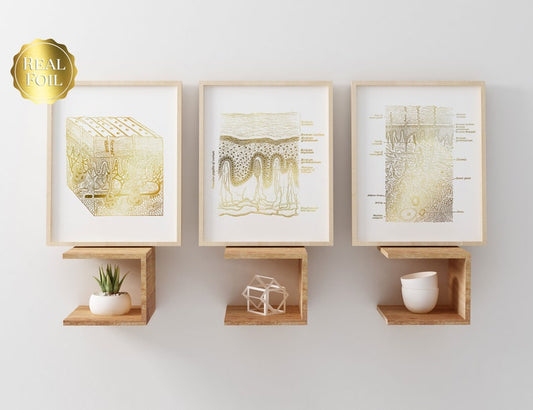 Dermatologist Gift - Dermatology Print - Epidermis Art - Esthetician Gift - Office Wall Art - Skin Anatomy - Histology Art - Beauty School
