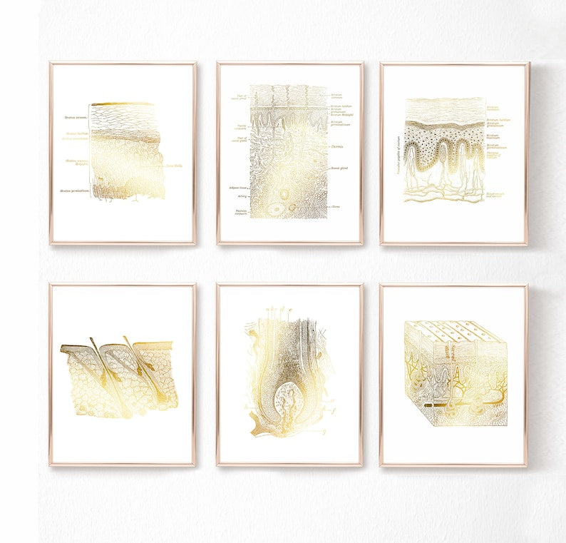 Esthetician Gift Set of 6 Prints - Esthetician Office Decor - Dermatology Art - Gold Foil Print - Epidermis Art