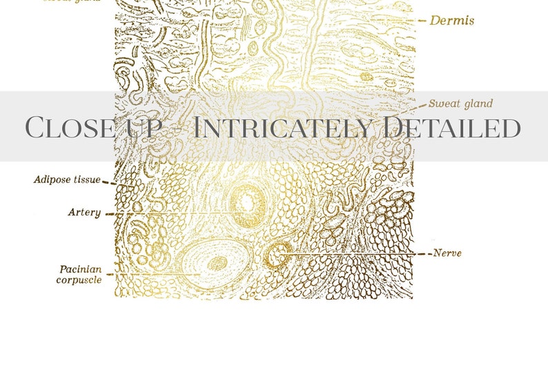 Dermatologist Gift - Esthetician Gift - Dermatology Print - Epidermis Art - Skin Anatomy - Histology Art - Gold Foil