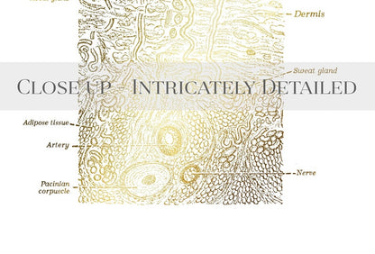 Dermatologist Gift - Dermatology Print - Epidermis Art - Esthetician Gift - Dermatology Office Decor