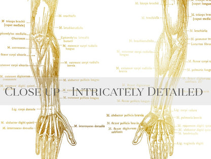 Physical Therapist Gifts - Hand Muscle Anatomy - Hand Massage Therapist Gift - Arm Muscle Anatomy - Massage Decor - Gold Foil Print
