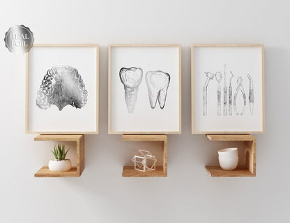 Dentist Gift - Orthodontist Gift - DDS, DMD gift - Dental Anatomy Art Print Set of 3 - Dental Art - Dental Office Decor