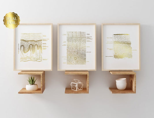 Dermatologist Gift - Esthetician Gift - Dermatology Print - Epidermis Art - Skin Anatomy - Histology Art - Gold Foil