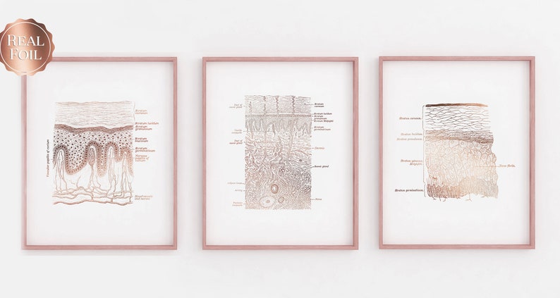 Dermatologist Gift - Esthetician Gift - Dermatology Print - Epidermis Art - Skin Anatomy - Histology Art - Gold Foil