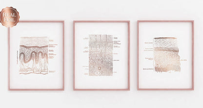 Dermatologist Gift - Esthetician Gift - Dermatology Print - Epidermis Art - Skin Anatomy - Histology Art - Gold Foil