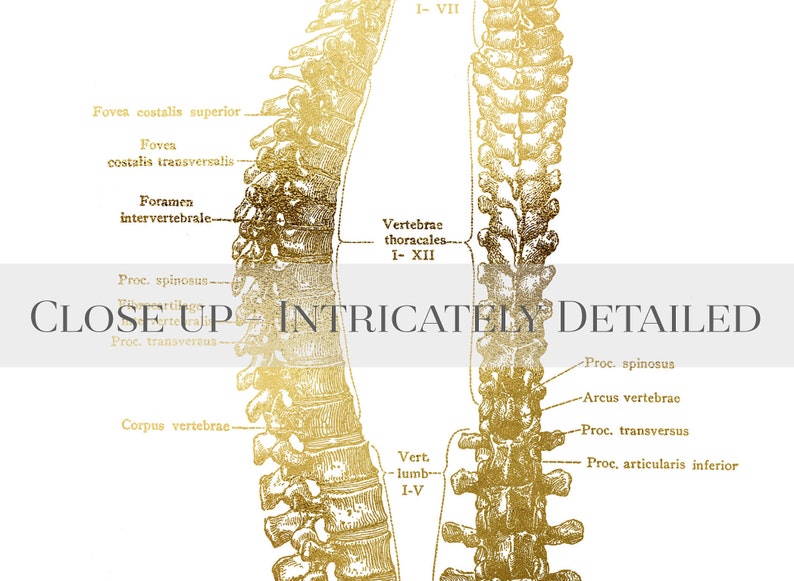 Chiropractor Gift - Chiropractic Art - Chiropractor Print - Gold Foil - Office Decor - Osteopathy