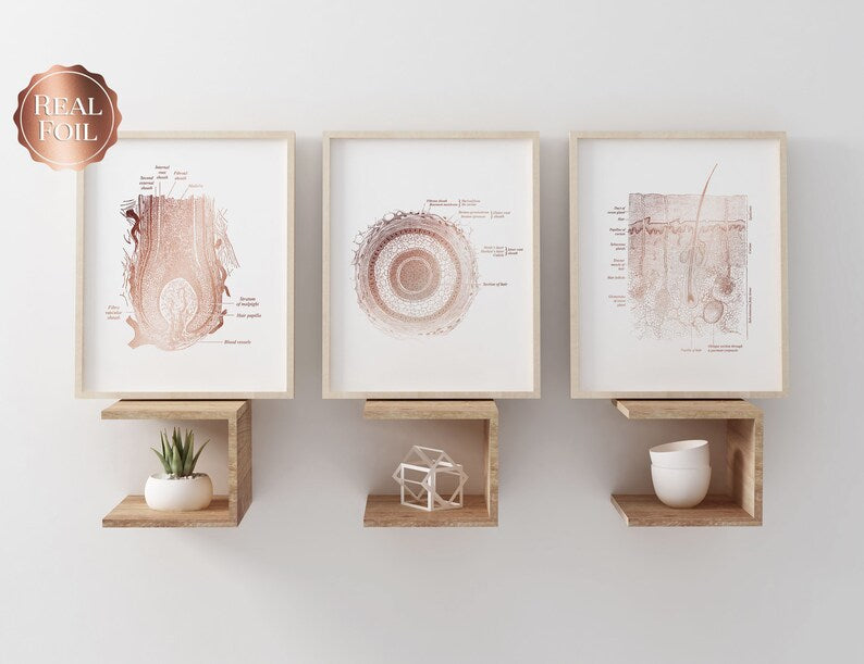 Dermatologist Gift - Dermatology Print - Integumentary System - Esthetician Gift - Histology Art