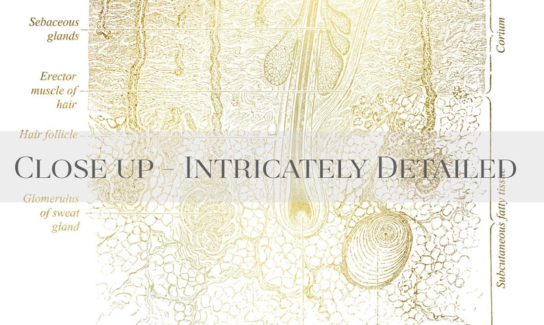Dermatologist Gift - Dermatology Print - Integumentary System - Esthetician Gift - Histology Art