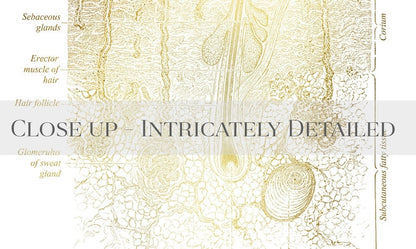 Dermatologist Gift - Dermatology Print - Integumentary System - Esthetician Gift - Histology Art