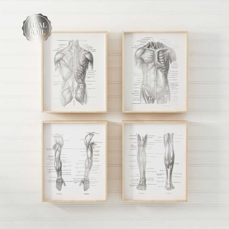 Physical Therapist Gift - Set of 4 - Physical Therapy Art - Massage Therapist Gift - Gold Foil
