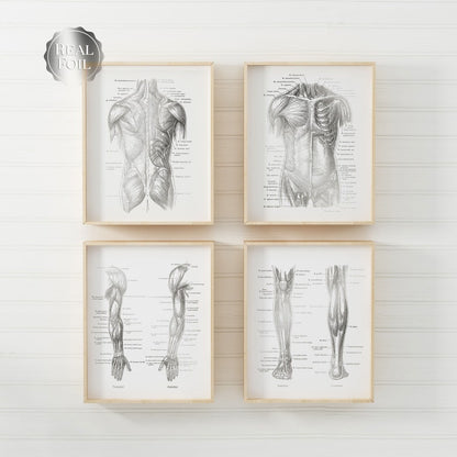 Physical Therapist Gift - Set of 4 - Physical Therapy Art - Massage Therapist Gift - Gold Foil