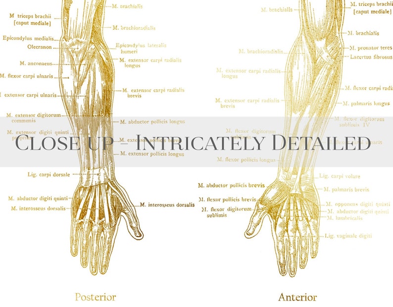Physical Therapist Gift - Set of 4 - Physical Therapy Art - Massage Therapist Gift - Gold Foil