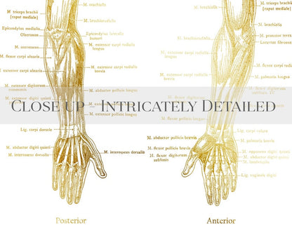 Physical Therapist Gift - Set of 4 - Physical Therapy Art - Massage Therapist Gift - Gold Foil