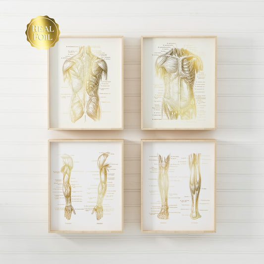Physical Therapist Gift - Set of 4 - Physical Therapy Art - Massage Therapist Gift - Gold Foil