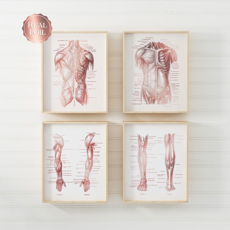 Physical Therapist Gift - Set of 4 - Physical Therapy Art - Massage Therapist Gift - Gold Foil