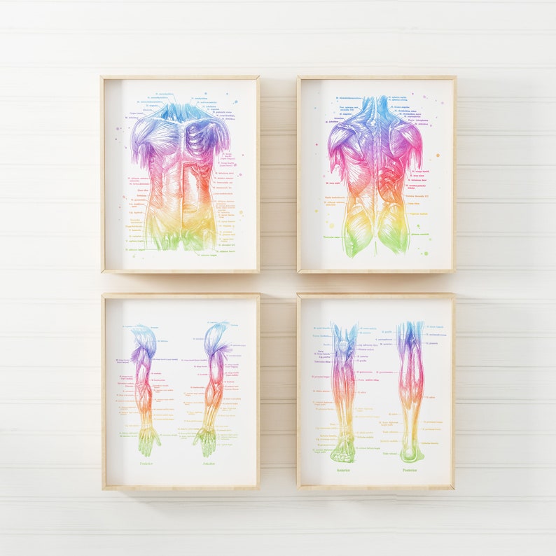 PT Gifts - Physical Therapist Gift - Massage Therapist Gift - Set of 4 - Office Decor - Physiotherapy Art