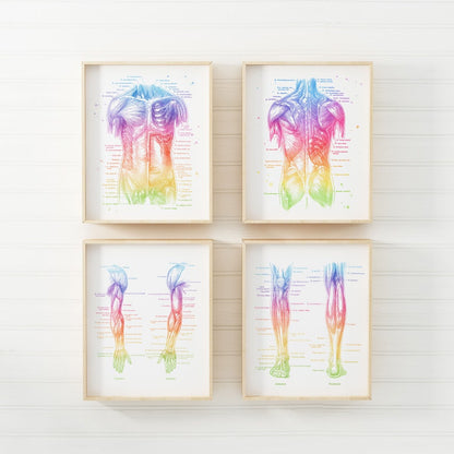 PT Gifts - Physical Therapist Gift - Massage Therapist Gift - Set of 4 - Office Decor - Physiotherapy Art