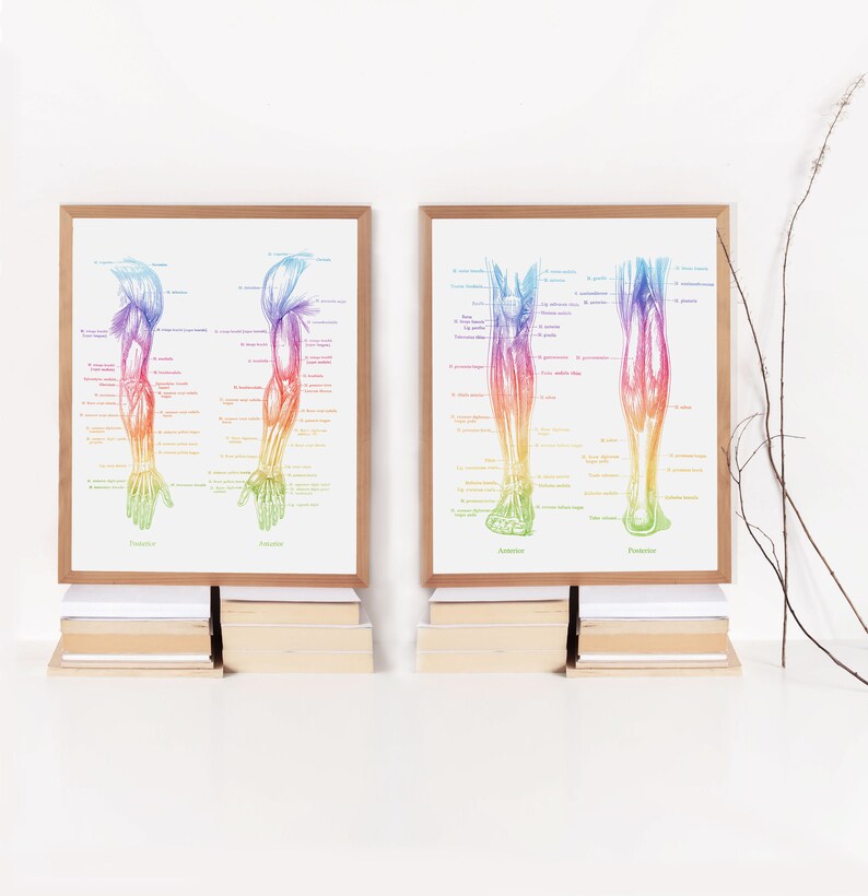PT Gifts - Physical Therapist Gift - Massage Therapist Gift - Set of 4 - Office Decor - Physiotherapy Art