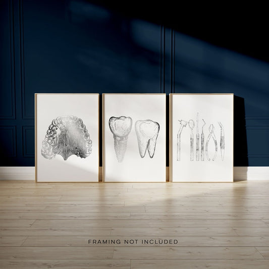 Dentist Gift - Orthodontist Gift - DDS, DMD gift - Dental Anatomy Art Print Set of 3 - Dental Art - Dental Office Decor